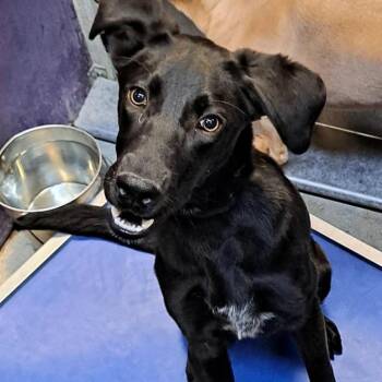 Retriever Dogs Available for Adoption in Edinburg, Texas - Beaux(midnight) | PetCurious