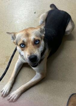 Quin -  Husky Dog for Adoption in Waverly, Tennessee - Quin | PetCurious