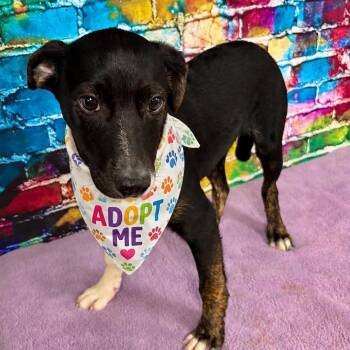 Border Collie Dogs Available for Adoption in Charlottesville, Virginia - Remy | PetCurious