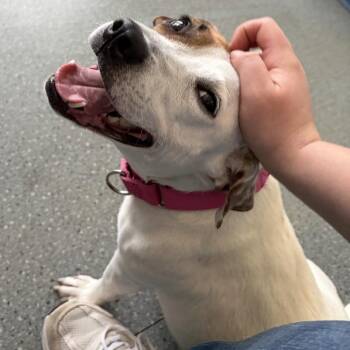 Wish-bonita -  Mixed Breed Dog for Adoption in Pittsburgh, Pennsylvania - Wish-bonita | PetCurious