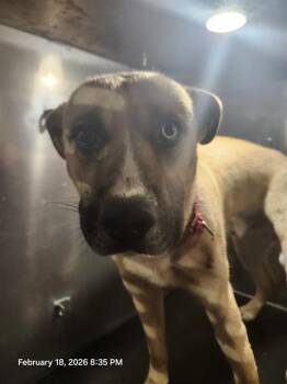 Labrador Retriever Dogs Available for Adoption - MELVIN | PetCurious