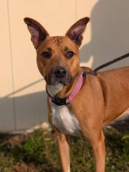 Terrier Dogs Available for Adoption in Gulfport, Mississippi - Sharday | PetCurious