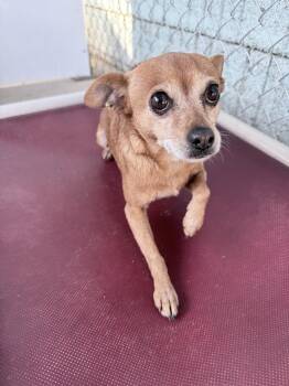 Chihuahua Dogs Available for Adoption - GEORGIA  | PetCurious