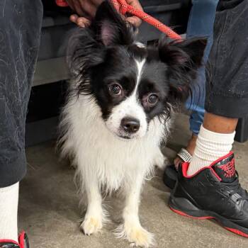 Micah -  Papillon and Boston Terrier Dog for Adoption in Tampa, Florida - Micah | PetCurious