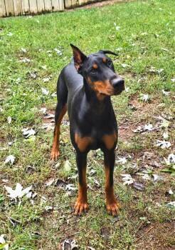 SAGE -  Doberman Pinscher Dog for Adoption in Social Circle, Georgia - SAGE | PetCurious