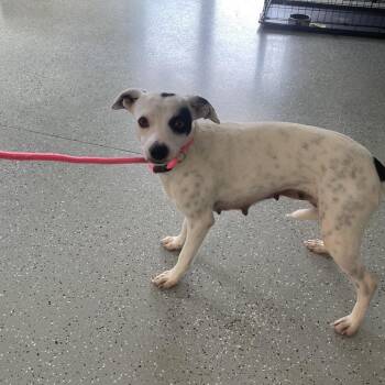 Nancy -  Rat Terrier and Mixed Breed Dog for Adoption in Galax, Virginia - Nancy | PetCurious