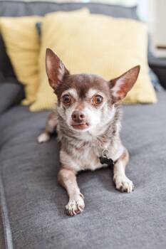 Toosie - M -  Chihuahua Dog for Adoption in Tampa, Florida - Toosie - M | PetCurious