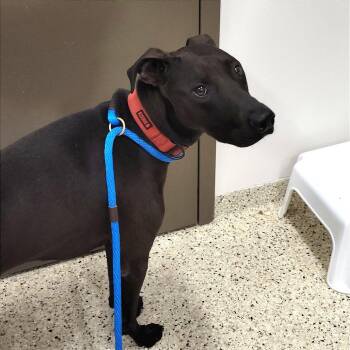 Mixed Breed Dogs Available for Adoption in Nashville, Indiana - Max | PetCurious