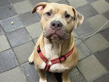 Lucky Charm -  Mixed Breed Dog for Adoption in New York, New York - Lucky Charm | PetCurious