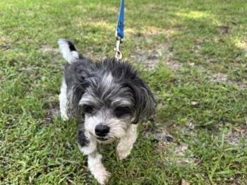 Gummy Bear -  Shih Tzu and Mixed Breed Dog for Adoption in Vero Beach, Florida - Gummy Bear | PetCurious
