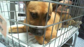 A1266957 -  Pit Bull Terrier and Mixed Breed Dog for Adoption in Charlotte, North Carolina - A1266957 | PetCurious