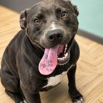 Midnight -  Black Labrador Retriever Dog for Adoption in Manchester, Tennessee - Midnight | PetCurious