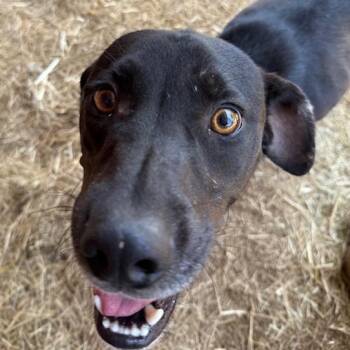 Scratchy -  Black Labrador Retriever Dog for Adoption in Riverwoods, Illinois - Scratchy | PetCurious