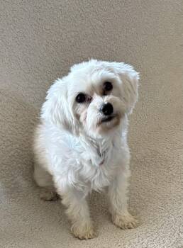 Coton De Tulear Dogs Available for Adoption in Berwick, Pennsylvania - Snowflake | PetCurious