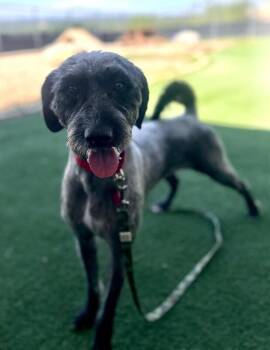 Jess Doe -  Poodle and Mixed Breed Dog for Adoption in Fruit Heights, Utah - Jess Doe | PetCurious