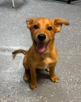 Memphis -  German Shepherd Dog Dog for Adoption in Warren, Michigan - Memphis | PetCurious