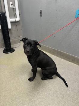 Rescue Pit Bull Terrier Dogs for Adoption in Las Vegas, Nevada - RAVEN | PetCurious