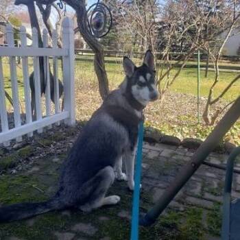 Rescue German Shepherd Dog and Husky Dogs for Adoption in Springboro, Ohio - Snoopy | PetCurious