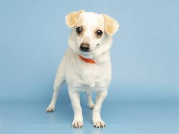 MAISIE -  Chihuahua Dog Available for Adoption in Phoenix, Arizona - MAISIE | PetCurious