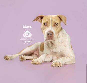 Macy -  Pit Bull Terrier Dog for Adoption in Carmel Hamlet, New York - Macy | PetCurious
