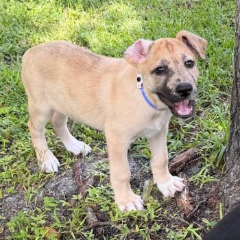 ATHENA -  Great Dane and German Shepherd Dog Dog for Adoption in West Palm Beach, Florida - ATHENA | PetCurious