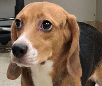 Beagle Dogs Available for Adoption in Hainesville, Illinois - Suzie Q | PetCurious