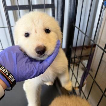 Alaska -  Anatolian Shepherd and Great Pyrenees Dog for Adoption in Austin, Texas - Alaska | PetCurious