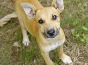 Jetty - P -  German Shepherd Dog and Mixed Breed Dog for Adoption in Daytona Beach, Florida - Jetty - P | PetCurious