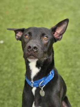 Great Dane and Mixed Breed Dogs Available for Adoption - Gadget | PetCurious