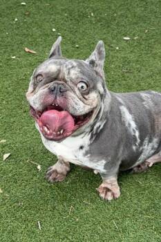 French Bulldog Dogs Available for Adoption in Fort Myers, Florida - TIARA | PetCurious