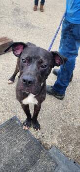 Bonnie (145-26) -  Mastiff Dog for Adoption in Cambridge, Ohio - Bonnie (145-26) | PetCurious