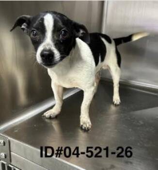 Scout -  Chihuahua and Parson Russell Terrier Dog for Adoption in Largo, Florida - Scout | PetCurious