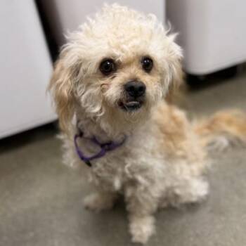 Marcel -  Mixed Breed Dog for Adoption in Janesville, Wisconsin - Marcel | PetCurious