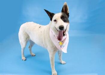 STELLA -  Australian Cattle Dog Blue Heeler and Mixed Breed Dog for Adoption in Colorado Springs, Colorado - STELLA | PetCurious
