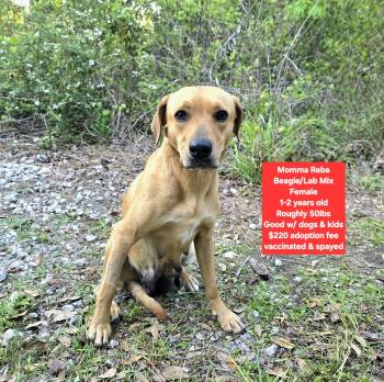 Beagle and Labrador Retriever Dogs Available for Adoption - Momma Reba | PetCurious