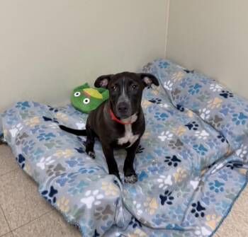Sammy -  Labrador Retriever and Hound Dog for Adoption in Douglas, Massachusetts - Sammy | PetCurious