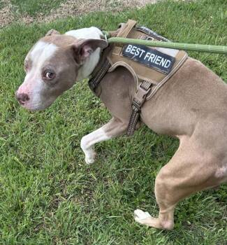 Pit Bull Terrier Dogs Available for Adoption in Little Elm, Texas - Taz | PetCurious