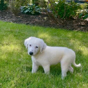 Abby -  Golden Retriever and Great Pyrenees Dog for Adoption - Abby | PetCurious