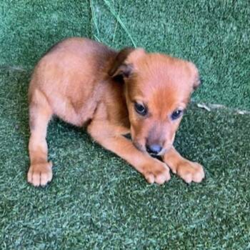 A5805869/Winston -  Mixed Breed Dog for Adoption in Bend, Oregon - A5805869/Winston | PetCurious