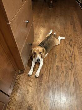 Beagle Dogs Available for Adoption - Louie | PetCurious