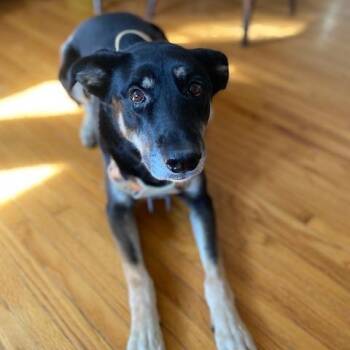 Shepherd and Husky Dogs Available for Adoption in Minneapolis, Minnesota - Nelly | PetCurious
