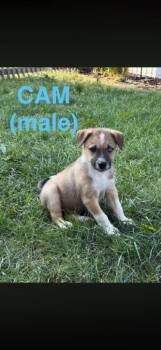 Cam -  Border Collie and Husky Dog for Adoption in Indianapolis, Indiana - Cam | PetCurious