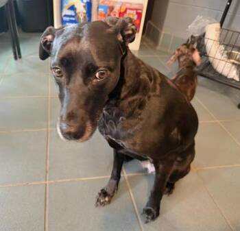 Katya -  Mixed Breed Dog for Adoption in Nashville, Tennessee - Katya | PetCurious