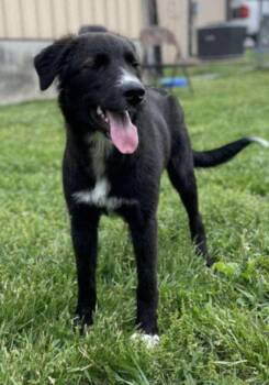 Maggie -  Border Collie and Newfoundland Dog Dog for Adoption in Columbus, Indiana - Maggie | PetCurious