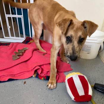 Xavier -  Mixed Breed Dog for Adoption in Saugerties, New York - Xavier | PetCurious