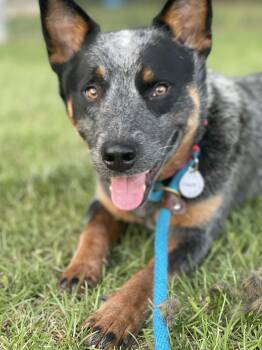 Australian Cattle Dog Blue Heeler Dogs Available for Adoption in Manassas, Virginia - Pirate | PetCurious