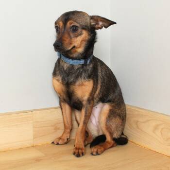 Chihuahua and None Dogs Available for Adoption in Minnetonka, Minnesota - Burrito D69141 | PetCurious