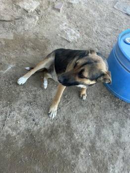 German Shepherd Dog Dogs Available for Adoption in Nucla, Colorado - RoxAnn | PetCurious