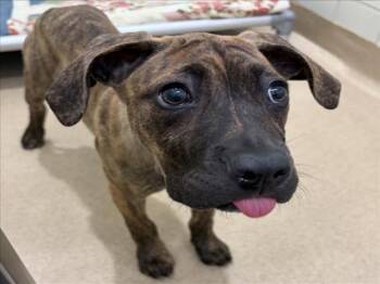 Pit Bull Terrier Dogs Available for Adoption - PRINCESS PEACH | PetCurious