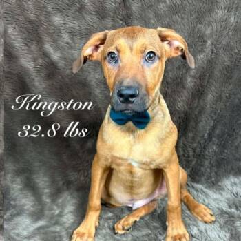 Shepherd and Mixed Breed Dogs Available for Adoption in Parker, Colorado - 581 (2026) Kingston | PetCurious